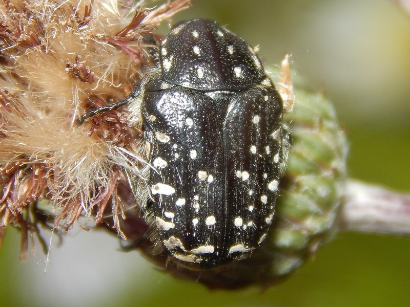 Serie di Cetoniidae del Parco del Ticino